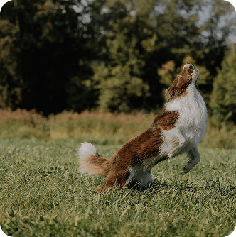 Pets’ park